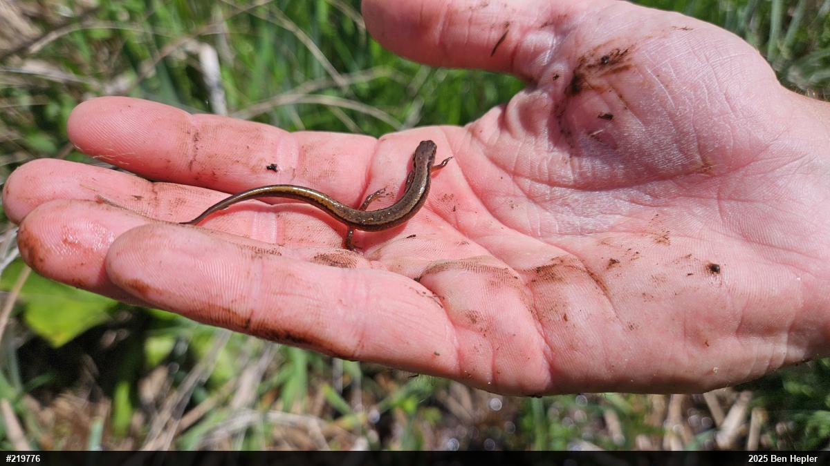 Northern Two-lined Salamander