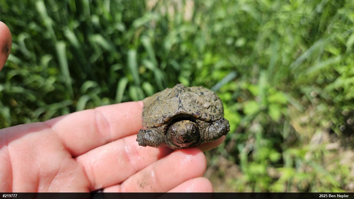 Snapping Turtle