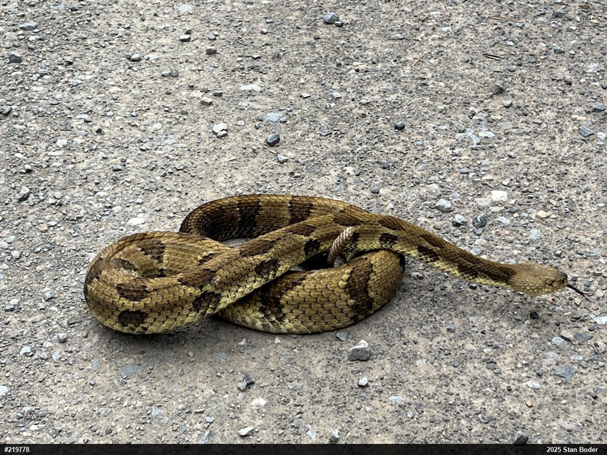Timber Rattlesnake