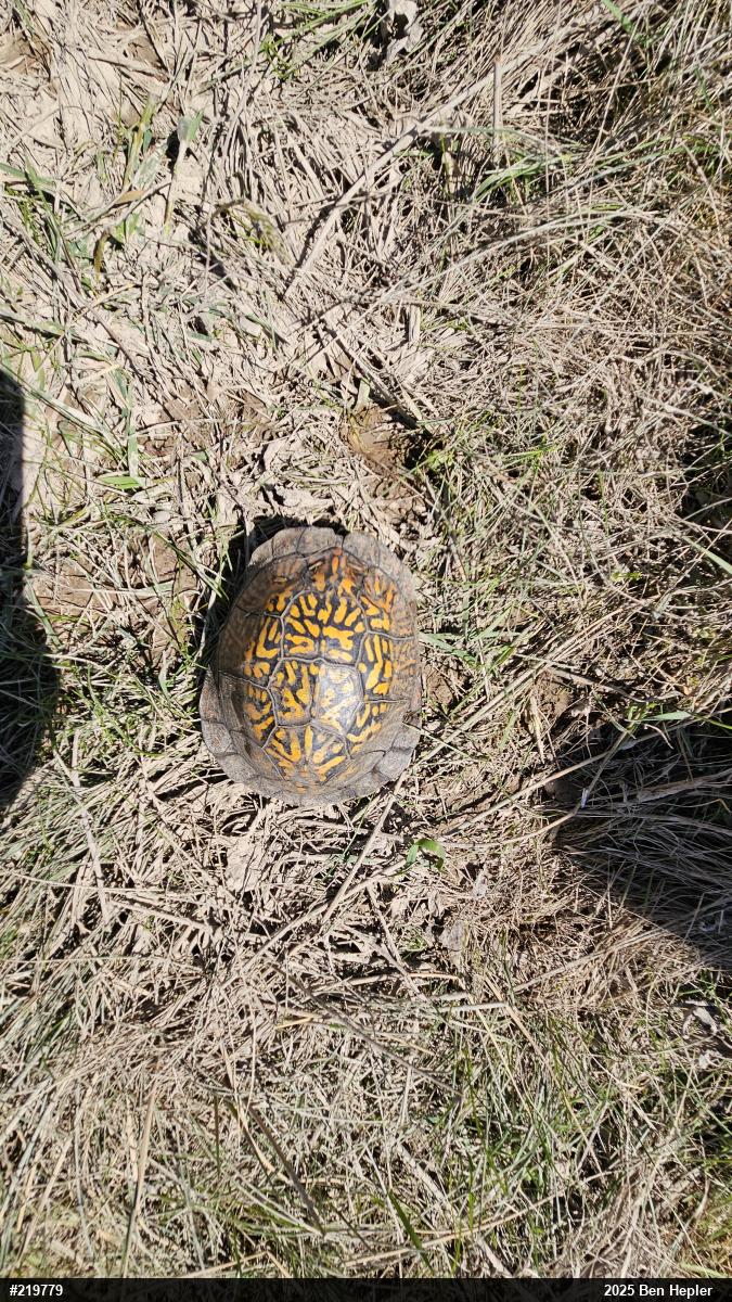 Eastern Box Turtle