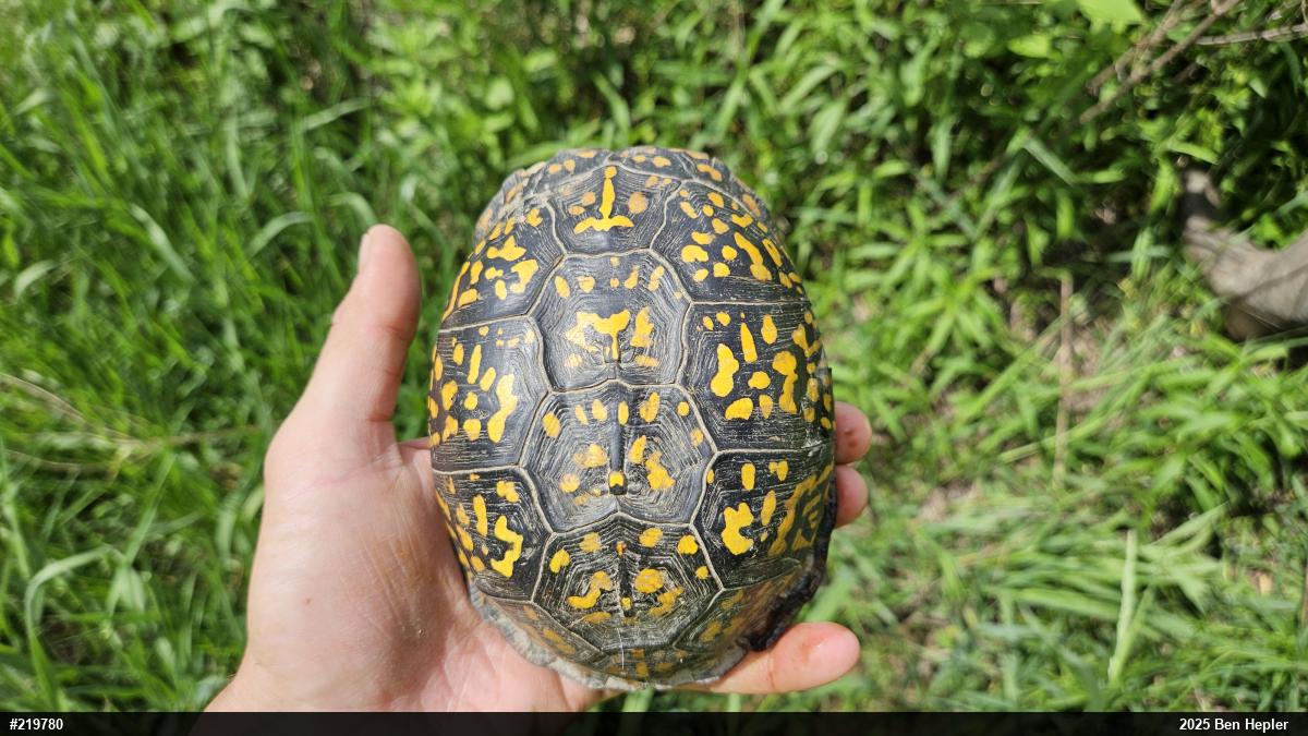 Eastern Box Turtle
