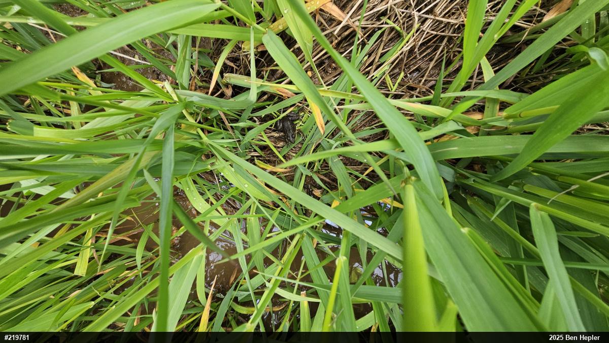 Green Frog