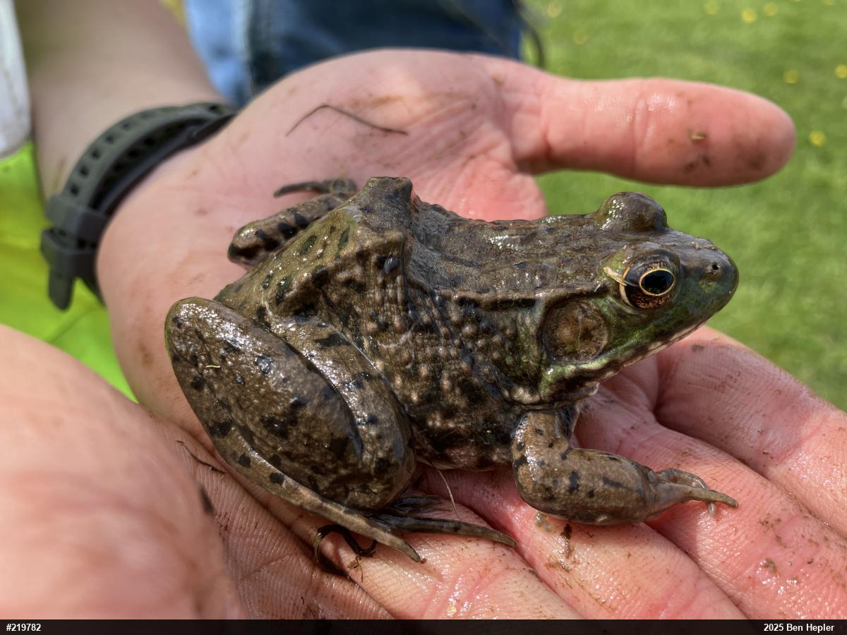 Green Frog