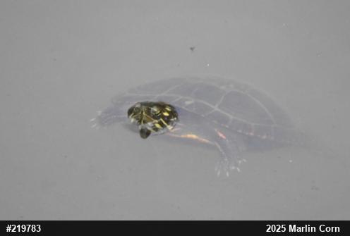 Painted Turtle