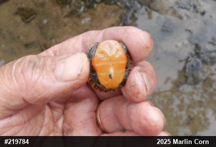 Painted Turtle