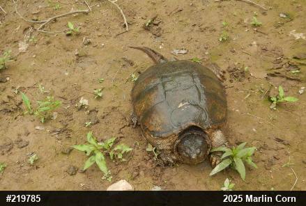 Snapping Turtle