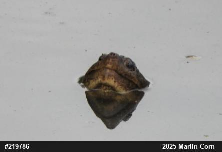 Snapping Turtle