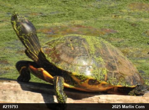 Red-eared Slider