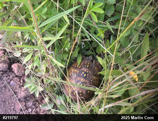 Eastern Box Turtle