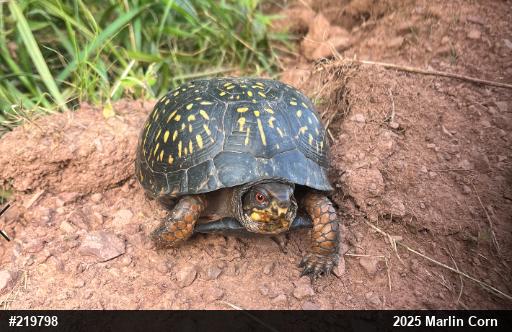 Eastern Box Turtle