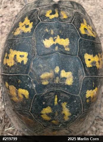 Eastern Box Turtle