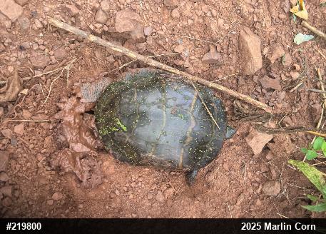 Eastern Painted Turtle