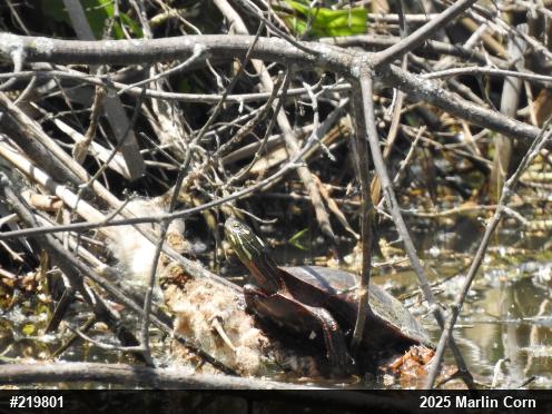 Painted Turtle