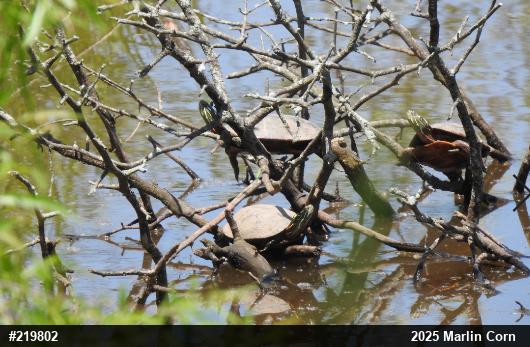 Painted Turtle