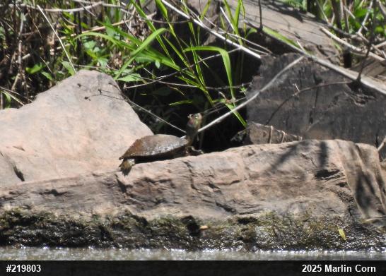 Red-eared Slider