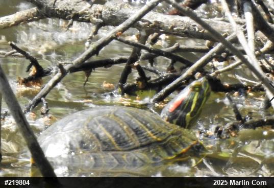 Red-eared Slider