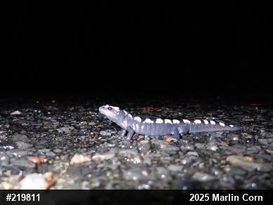 Marbled Salamander