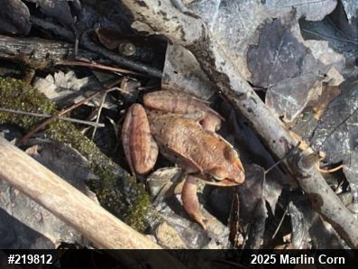 Wood Frog