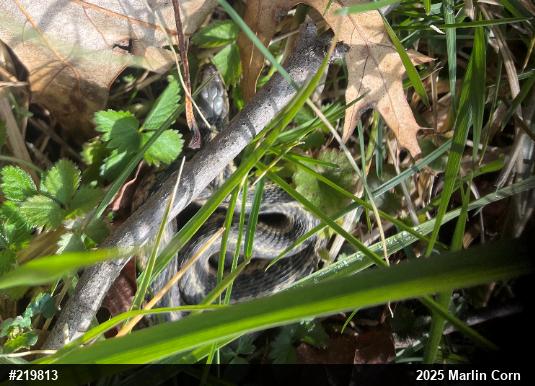 Eastern Gartersnake