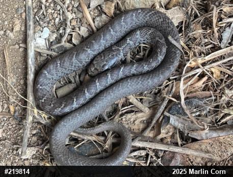 Northern Black Racer