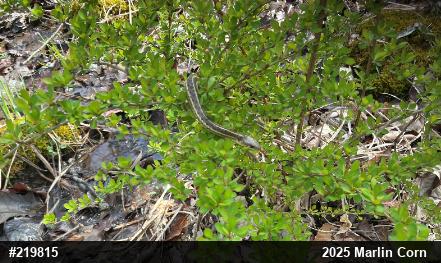 Eastern Gartersnake