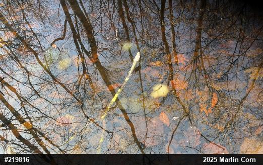 Spotted Salamander