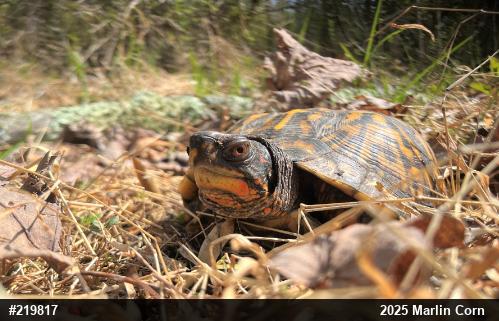 Eastern Box Turtle