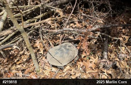 Wood Turtle