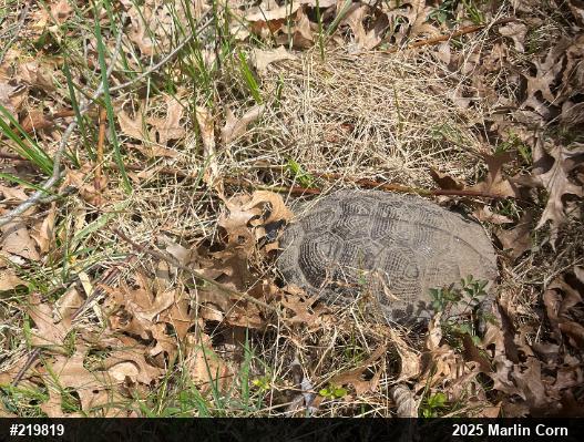 Wood Turtle