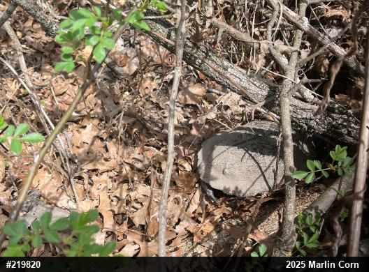 Wood Turtle