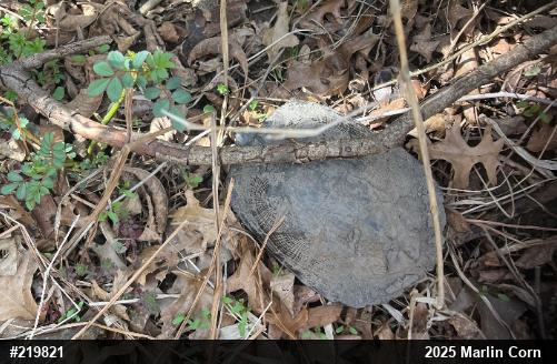 Wood Turtle