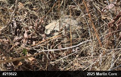 Wood Turtle