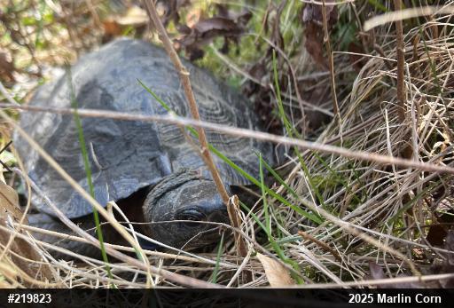 Wood Turtle