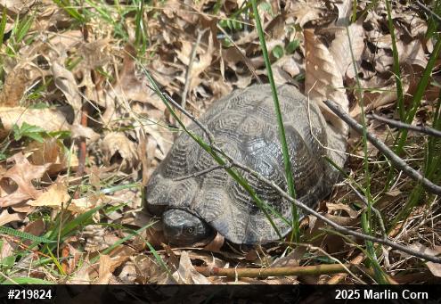 Wood Turtle