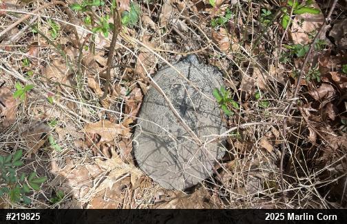 Wood Turtle