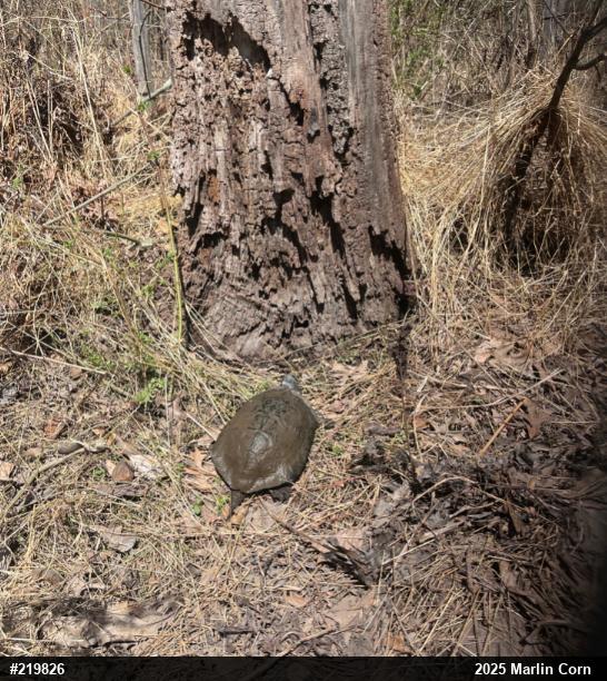 Wood Turtle