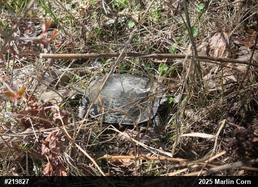 Wood Turtle