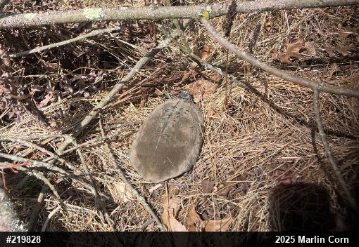 Wood Turtle