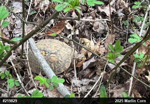 Eastern Box Turtle