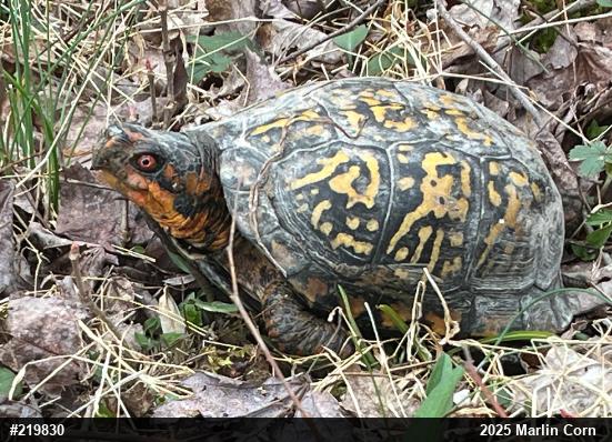 Eastern Box Turtle
