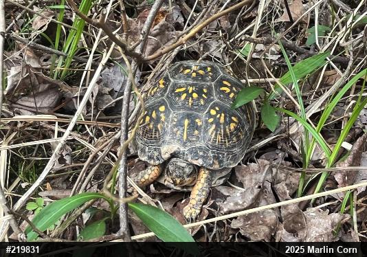 Eastern Box Turtle
