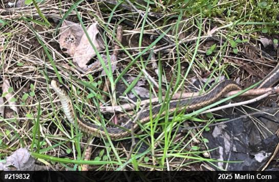 Eastern Gartersnake