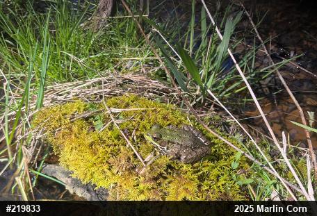 Green Frog