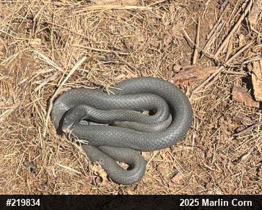 Northern Black Racer