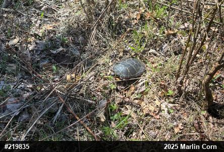 Eastern Painted Turtle