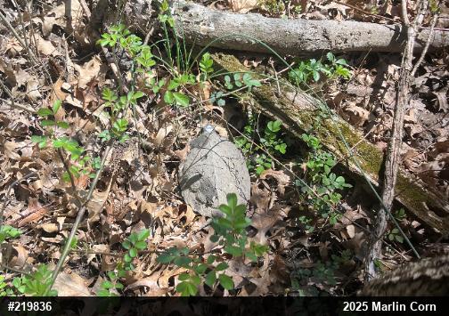 Wood Turtle