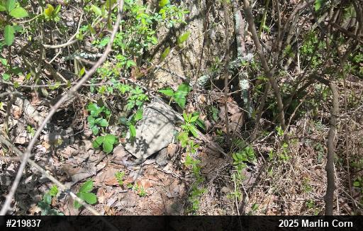 Wood Turtle