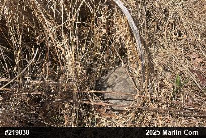 Wood Turtle