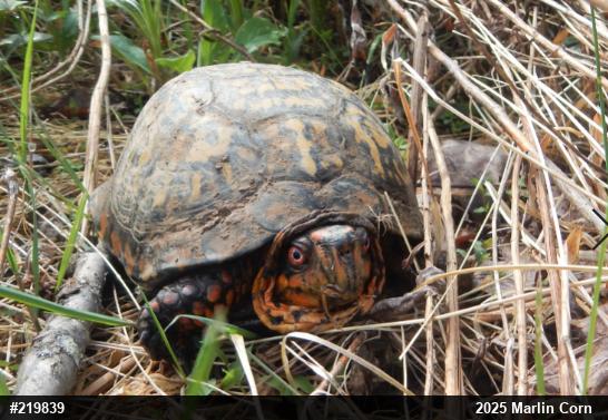 Eastern Box Turtle