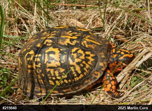 Eastern Box Turtle